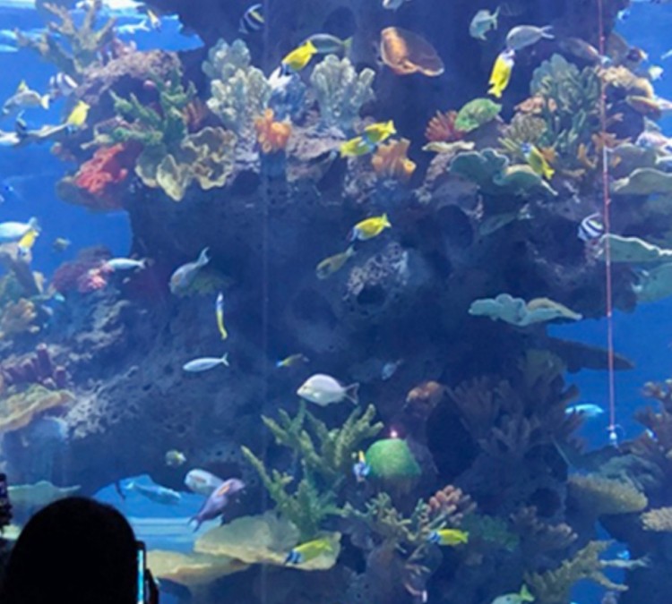 orange-coast-college-aquarium-photo